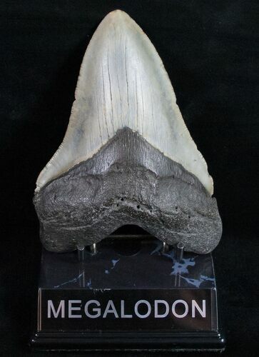 Big Megalodon Tooth - North Carolina #11934